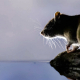 Intervention dératisation rats souris Paris île de France Arelab France