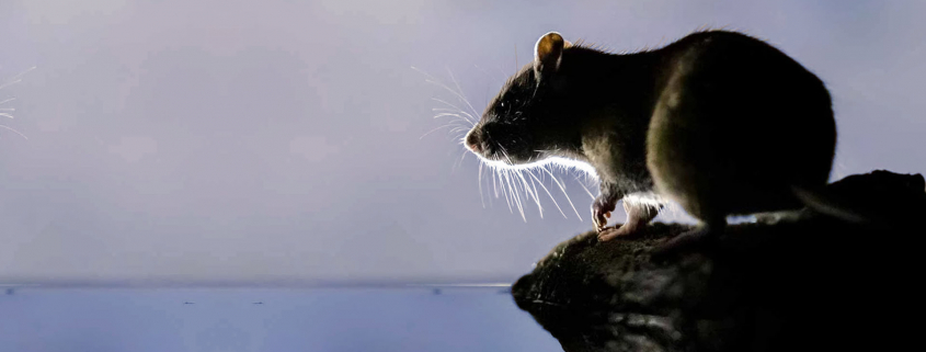 Intervention dératisation rats souris Paris île de France Arelab France