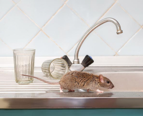 Rat dans cuisine Livry Gargan
