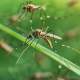 Arelab France intervention insectes et dératisation Livry-Gargan